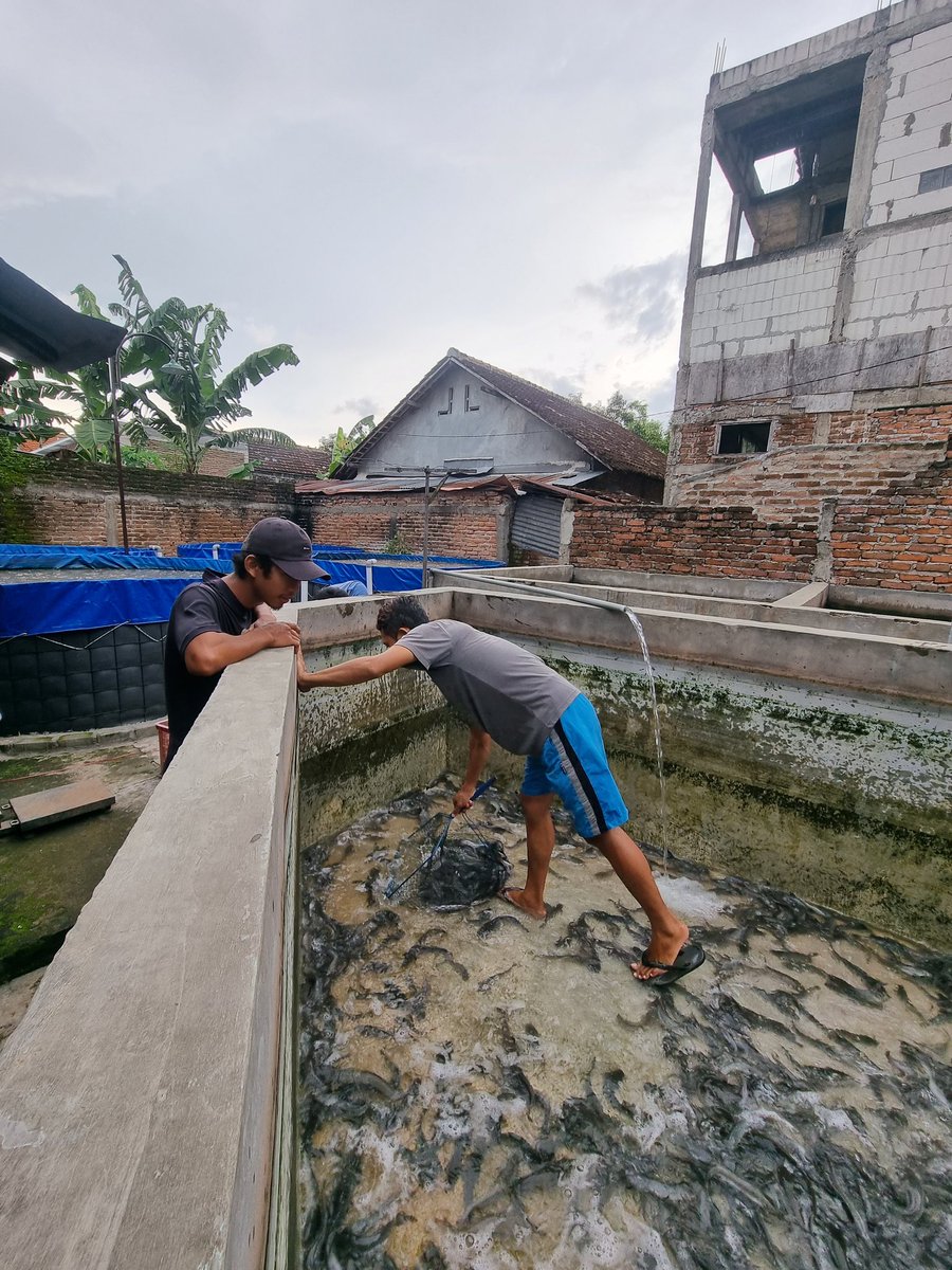 Risdyamasta23's tweet photo. (26/04/23) Rianda, Luhkan Kota Madiun, Pendampingan panen lele Bpk Langkung Slamet Kel. Manisrejo Kec. Taman Kota Madiun, Panen Lele 850kg, Harga 18.300/kg, size 10-12, Tebar 10.000 ekor, Pakan 930 kg  #GiatLuhkanSatminkalBWI  #luhlapor #KotaMadiun @bppp_banyuwangi @puslatluhkp https://t.co/bFn9xykohD