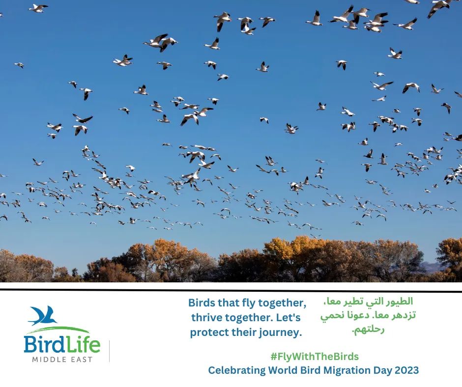 🦅🦅🦅☘️☘️☘️ #FlyWithTheBirds
 Celebrating World Bird Migration Day 2023 #MigratoryBirds #MiddleEast #WMBD2023 #FlyWithTheBirds #مسار_هجرة_الطيور #ClimateChange #تغير_المناخ #الطبيعة #WaterBirds #IBAs #Flyways #waterbirds➡️birdlife.org/middle-east/