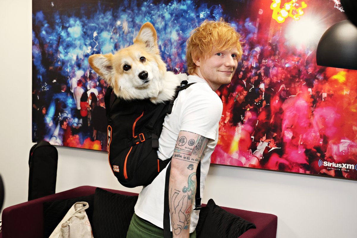 etnow's tweet photo. Ed Sheeran meets Maxine the Fluffy Corgi. 🥺 https://t.co/zhSN2GWcHO
