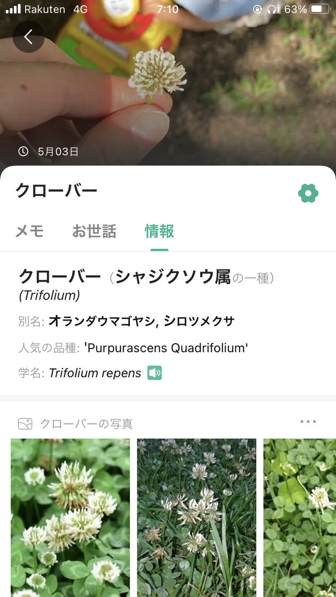 karton12071207's tweet photo. シロツメクサの群生地で遊びながらキャンプしました！

私知らなかったんですが、シロツメクサってクローバーだったんですね！笑

@相模原市　藤野芸術の家 https://t.co/qli1zbgbKM
