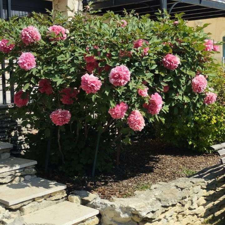 PaysProvencal's tweet photo. Follow us on social media to discover exclusive selection of products and travel in Provence with us! 
Www https://t.co/24LAUYoeVv @paysprovencal #provenceinseattle #irresistiblealpesdehauteprovence
#provence
#alpesdehauteprovence
#forcalquier
#travel 
#visitsouthofFrance https://t.co/FCFDxpUMNy