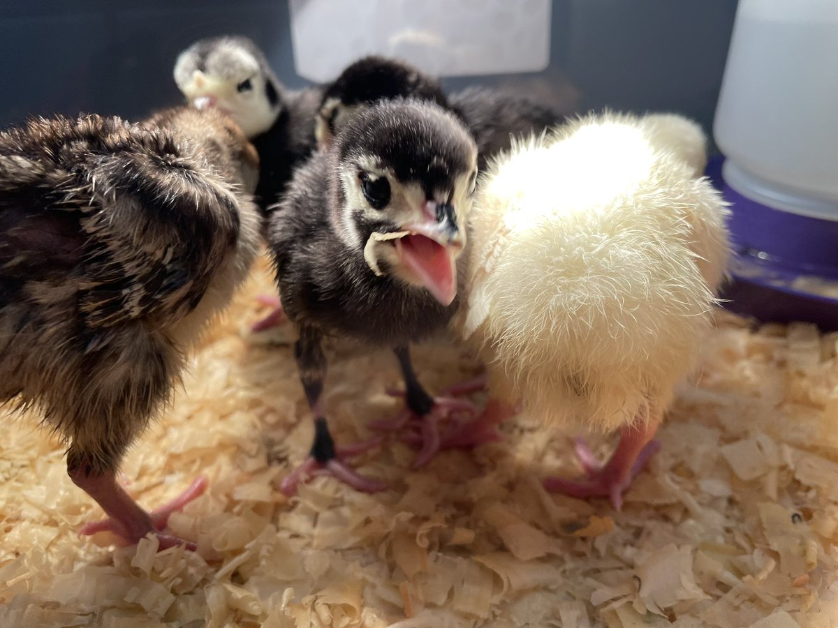 We are loving getting to spend time with our turkeys! #wyasd #wyproud