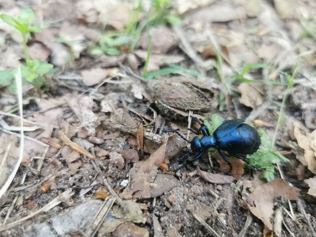 PaddyAns's tweet photo. Schwarzblauer ölkäfer im Wald an der Grenze Lübeck / Selmsdorf gefunden @NABU_de
@HLlive @NaturwaldAk https://t.co/sk6sbx71mp