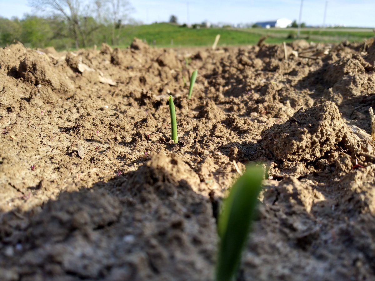kula_jason's tweet photo. Off to the races! 🤞
#corn #cornmakeswhiskey #agtok https://t.co/no76Euy0NG
