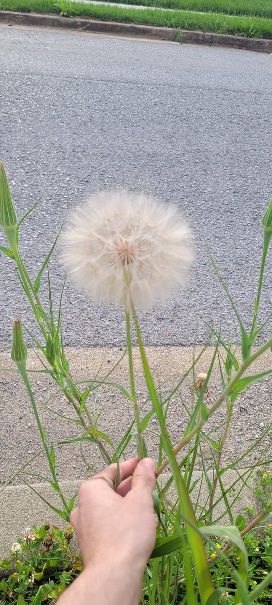 oddburgundy's tweet photo. holy fuck this is a big dandelion https://t.co/J7uB9lhaME