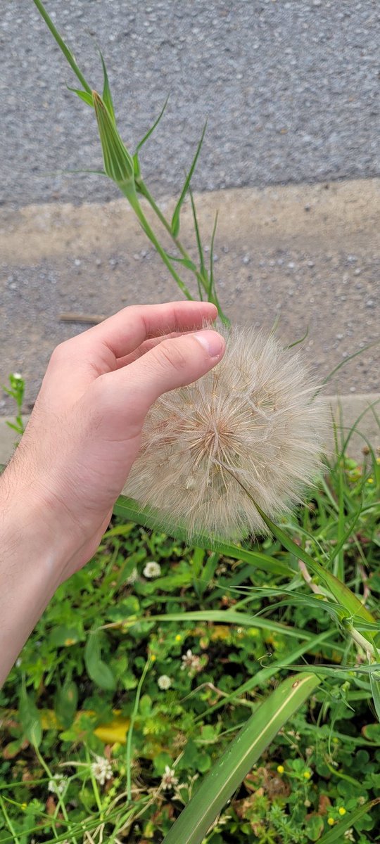 oddburgundy's tweet photo. holy fuck this is a big dandelion https://t.co/J7uB9lhaME