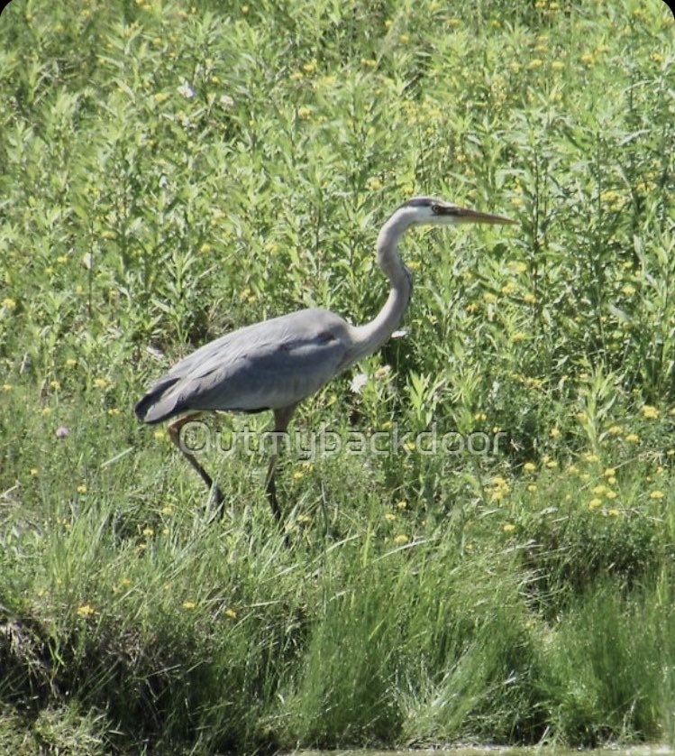 #heron #greatblueheron #spring #springhassprung #birds #birdsoftwitter #summer #summerweather #greenery #onthemove #pondlife #pondside #nature #outdoors #sunny #sunnysky