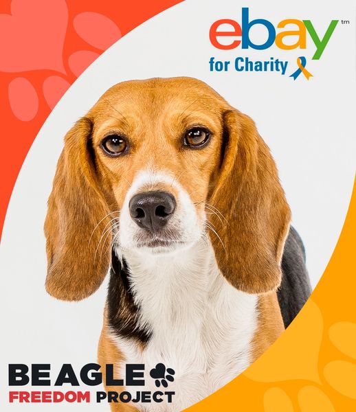 Did you know that when you sell on eBay, you can select Beagle Freedom Project as your charity? 

Thank you for being so supportive! 

👉 charity.ebay.com/charity/Beagle…

#ebayforcharity #beaglefreedomproject #endanimaltesting #freethebeagles