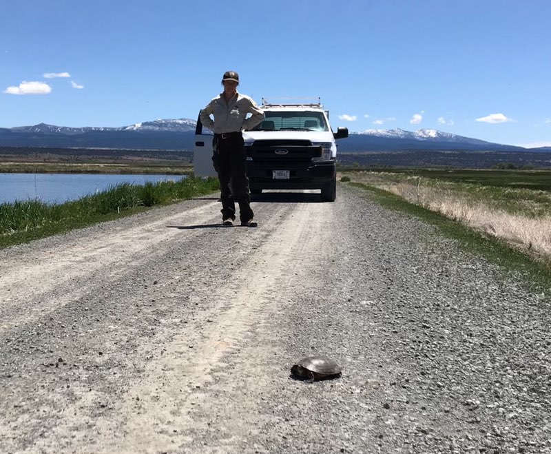 USFWS's tweet photo. Friendly reminder: Please drive slowly &amp; brake for snakes (&amp; their friends)!

The sun's out &amp; so are cold-blooded critters who occasionally like to sunbathe on warm roads. Be on the lookout as you're enjoying the great outdoors. 🐍🐢

 📷USFWS @ Modoc National Wildlife Refuge, CA https://t.co/QBvsrwWrpD