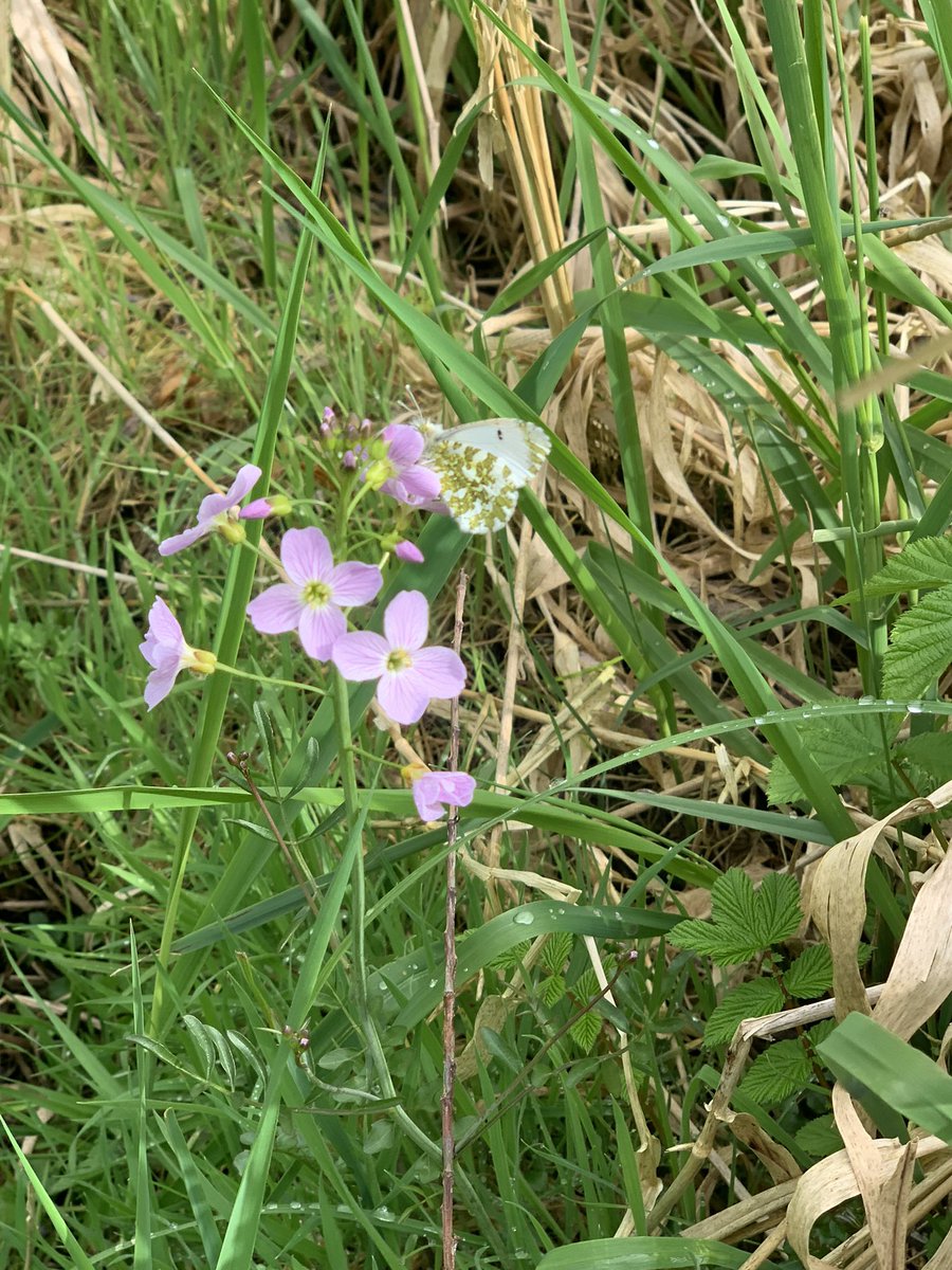 LesleyTotten's tweet photo. My first Orange tips of the year @ScotWildlife #Bawsinch - first some males and then a female. I followed the female and was lucky enough to see them mating π¦π§‘π¦@EdinburghNats https://t.co/dqHbdGcacj