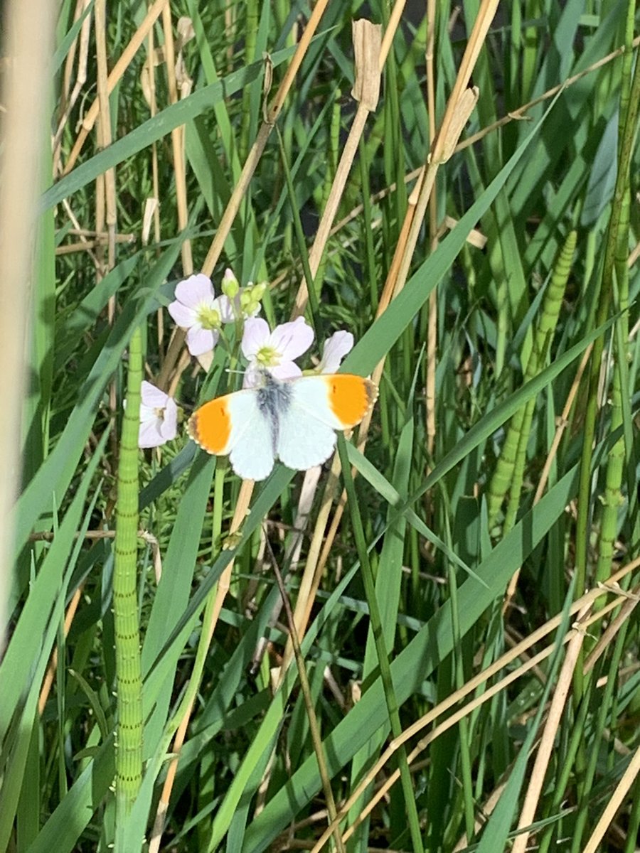 LesleyTotten's tweet photo. My first Orange tips of the year @ScotWildlife #Bawsinch - first some males and then a female. I followed the female and was lucky enough to see them mating π¦π§‘π¦@EdinburghNats https://t.co/dqHbdGcacj