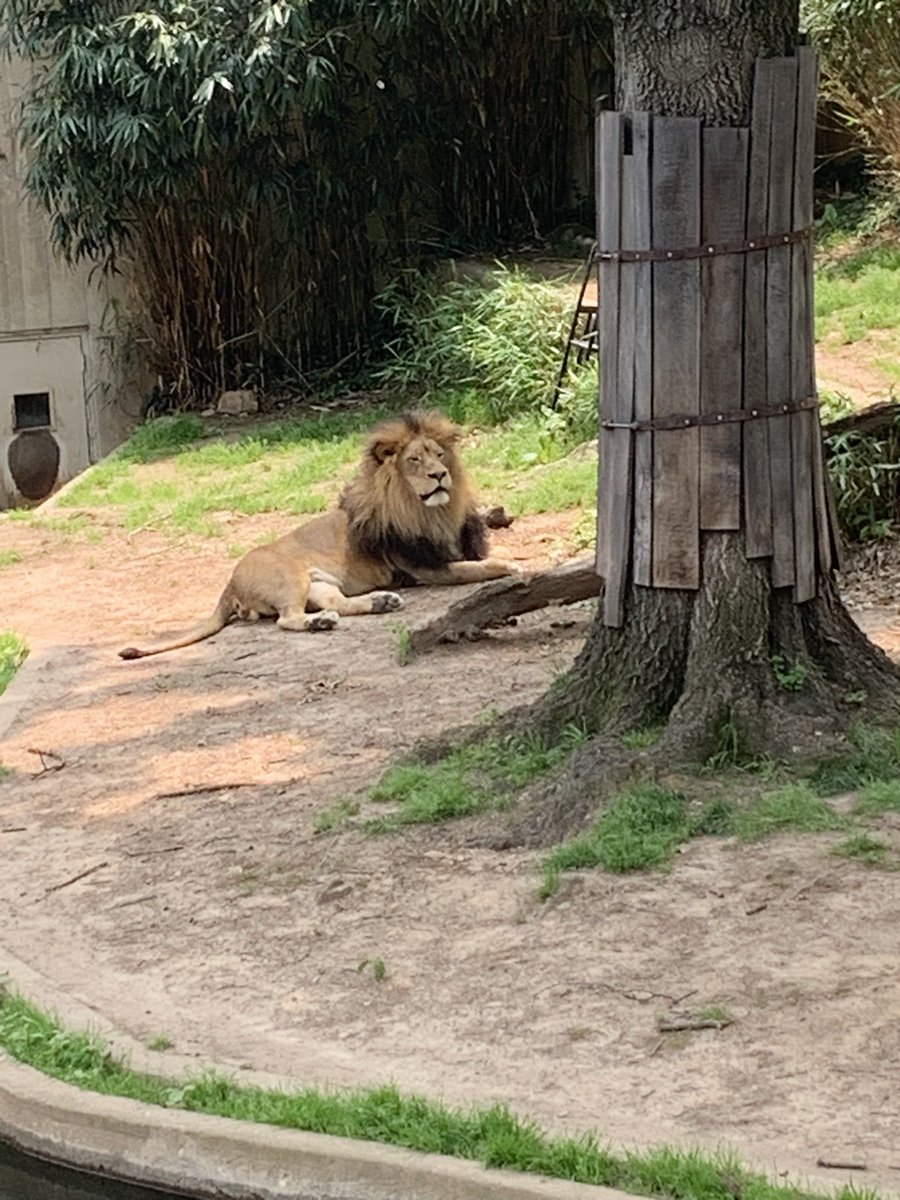mcubb's tweet photo. We had a great time at The National Zoo! 😎🦁🐼🐻🐢🐴#fieldtrip #firstgrade #weloveanimals @DumfriesES https://t.co/XCNOlnaP9R