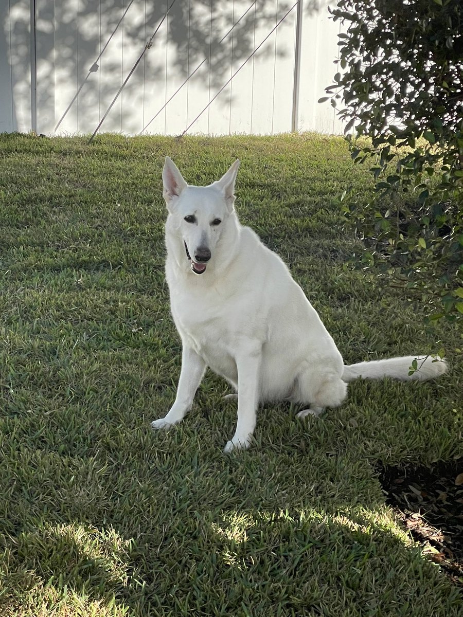 Bill Francis tweet media