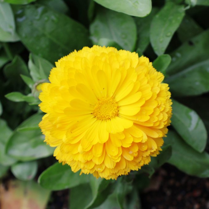 Twitterのコスプレ画像18