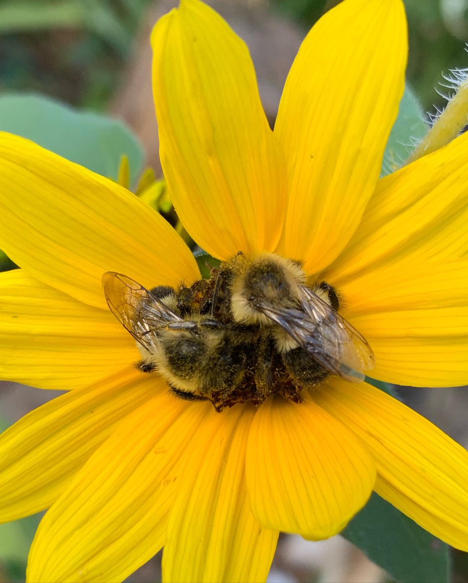 Bees sleeping in my sunflowers last fall 💛🖤💛🖤