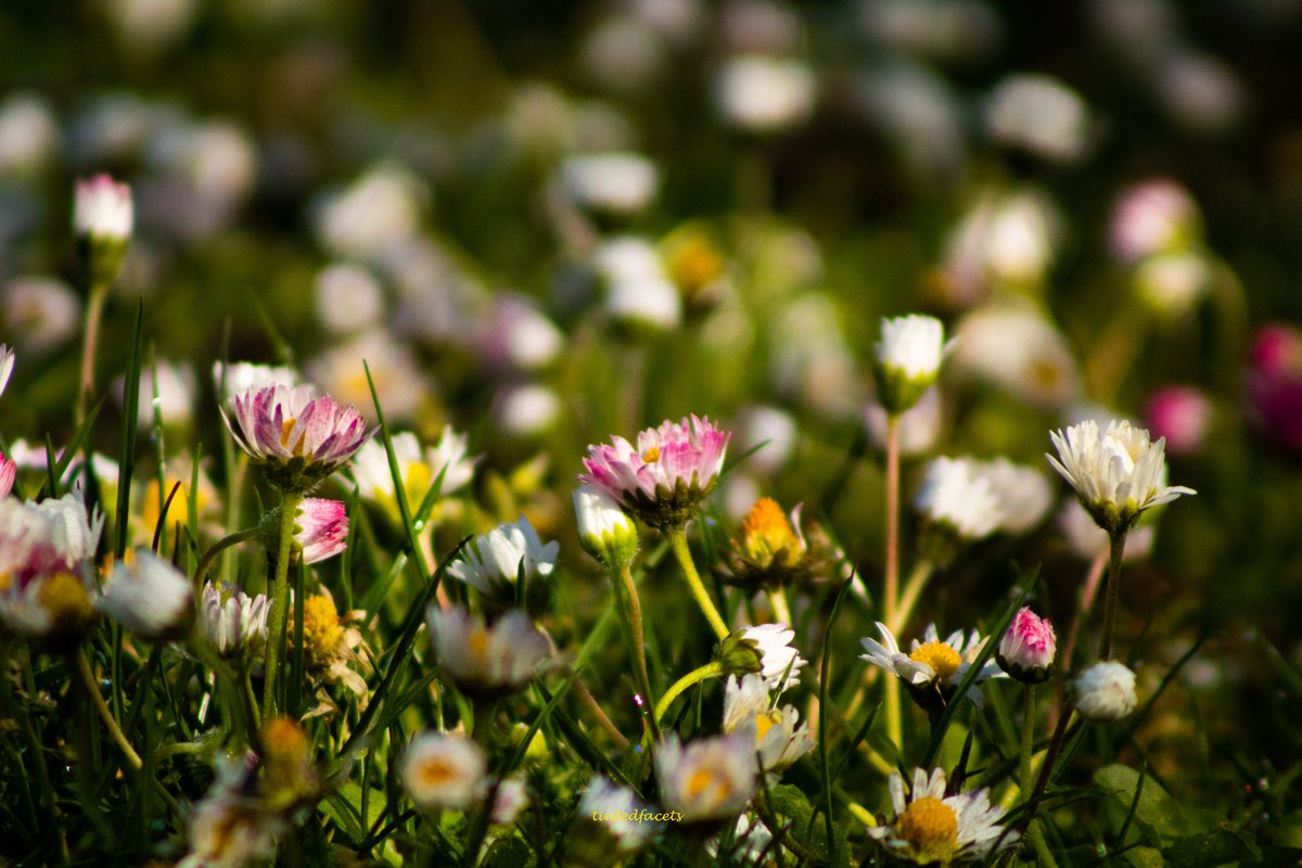 TintedFacets's tweet photo. Beautiful views all around! #canon #canonusa #canonphotography #canonrebelt6 #shotoncanon #teamcanon #komo4 #futurewomenphotography #nwapertures #sonorthwest #seattlesouthside #nature #naturephotography #flowers #spring2023 @1889washington @seattlerefined #wildflowers https://t.co/vTBwYF1Y8u