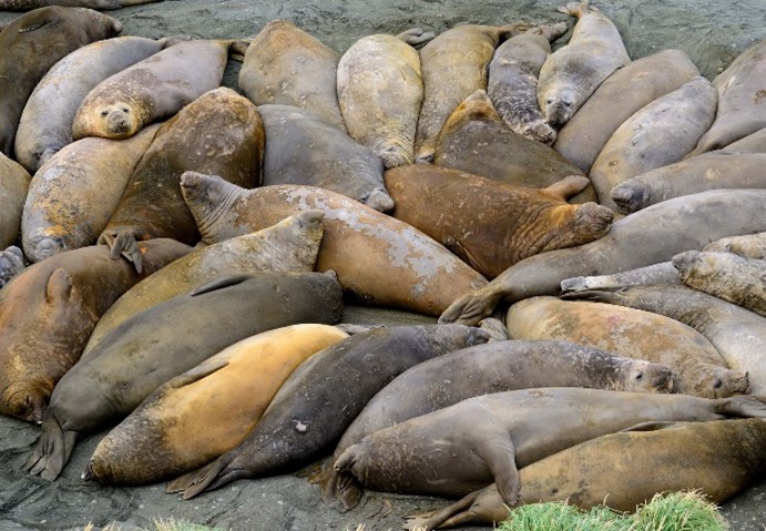 Have your say on the preparation of a new management plan for the South-east Marine Parks Network, and on the intention to expand the Macquarie Island Marine Park. 

You have until 22 May to comment  fal.cn/3y8TP