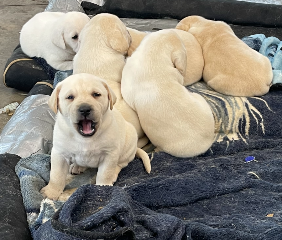 labrador
petpost.ca/pets/dogs-pupp…