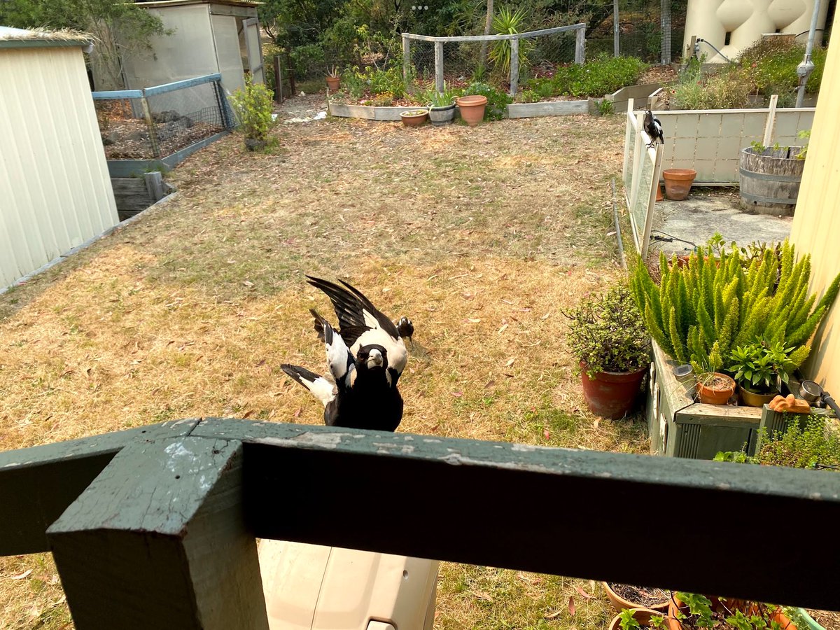 Dr Ruth DeSouza (FACN) tweet media