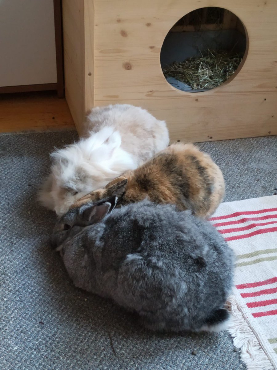 MFGLeipzig's tweet photo. @Nacho_Babe 2019 war es bei Maya so richtig schlimm. Unglaublich, wie viel Fell aus so einem kleinen Tier raus kommen kann. https://t.co/jbJIAVMxVA
