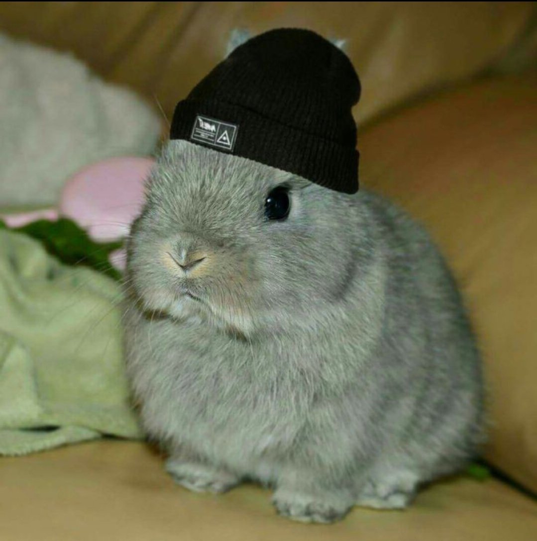 larryasbunnies's tweet photo. https://t.co/roLWRuCHiw