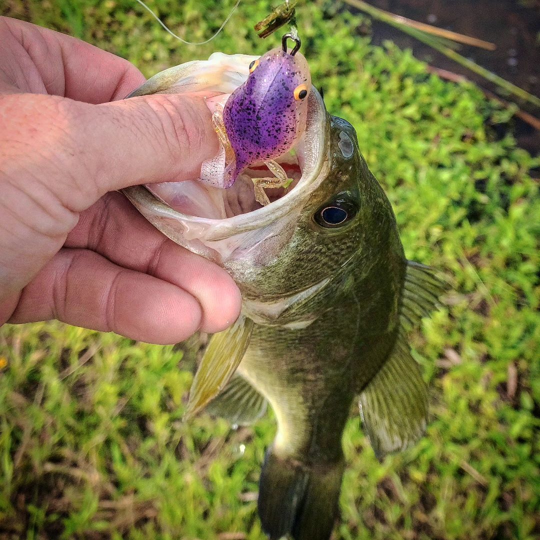 Chasebaits tweet media