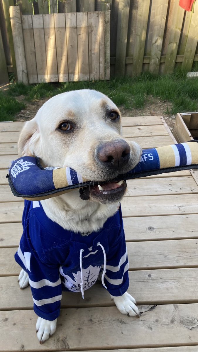 TMLeafsaholics's tweet photo. Bower says Cβmon fellas! Letβs see that @MapleLeafs bark and bite!! GO LEAFS GO #LeafsForever #LeafsFurever #BowerPower https://t.co/QnnVdmMWDM