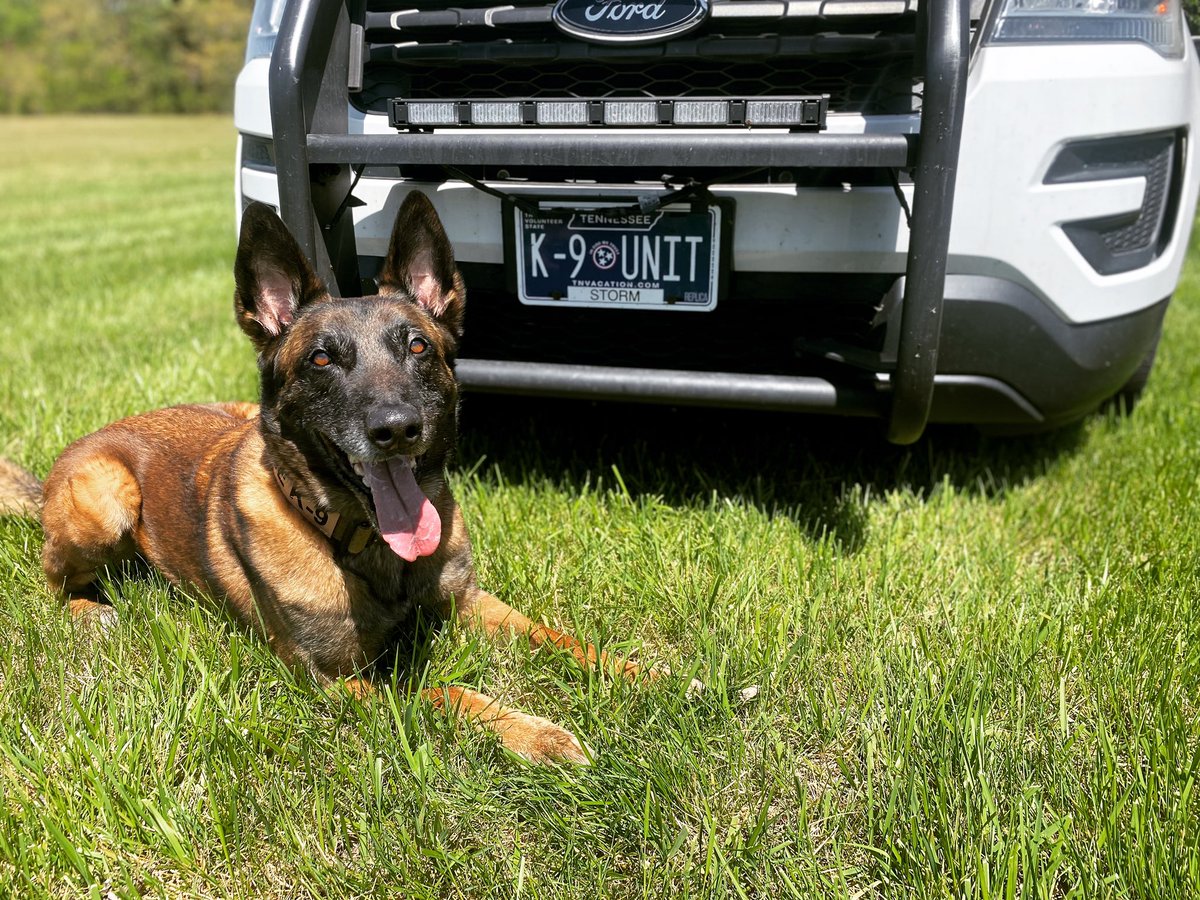 The adventures of K-9 Storm…

#malinois #policek9 #sheriffk9 #policedogs #manchesterpolice #dogtraining #obedience #patrol #apprehension #narcotics #tracking #bettertrainers #betterresults #NashvilleK9