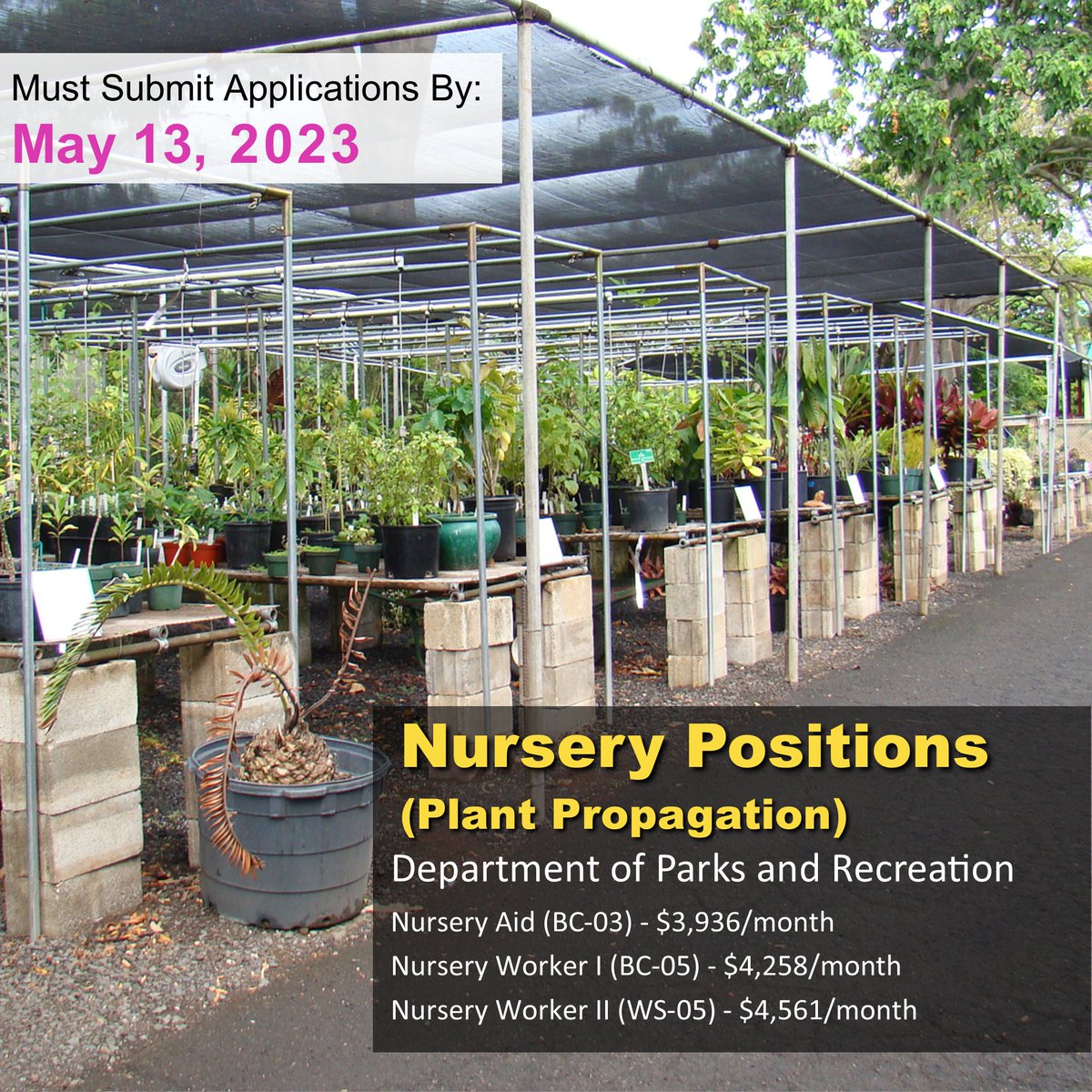 honolulu_parks's tweet photo. Join the team to make O‘ahu greener! We are looking for candidates to fill multiple Nursery Positions (Plant Propagation) Apply online by May 13 by following this link: https://t.co/JiT30ne5Ye
#jobs #plants #horticulture #oahu #hawaii #citywork #parksandrec #employment #work https://t.co/8WDBHfbg8H