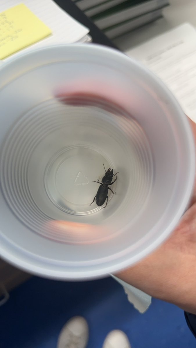 mshentznths's tweet photo. Earlier in the week, we went outside and used the Seek app to identify species and measure the biodiversity of our school yard.
Today, we found this guy in our room and before I could put it outside, a student shouted “Wait!!! I want to ID him!” 🤩🫶🏻 #STEMinreallife #getnerdy https://t.co/HCpeGK8ZVg