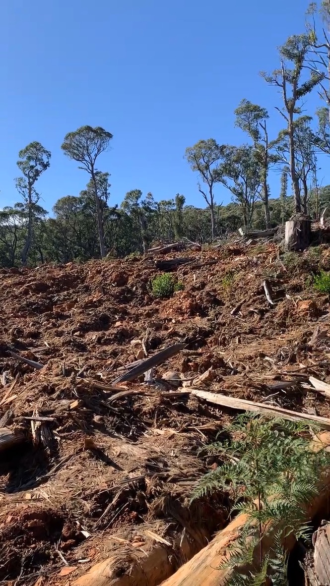 Victorian forests are so beautiful @DanielAndrewsMP @IngridStitt It's time to stop logging them. #stopnativelogging #worthmorestanding #endnativeforestlogging