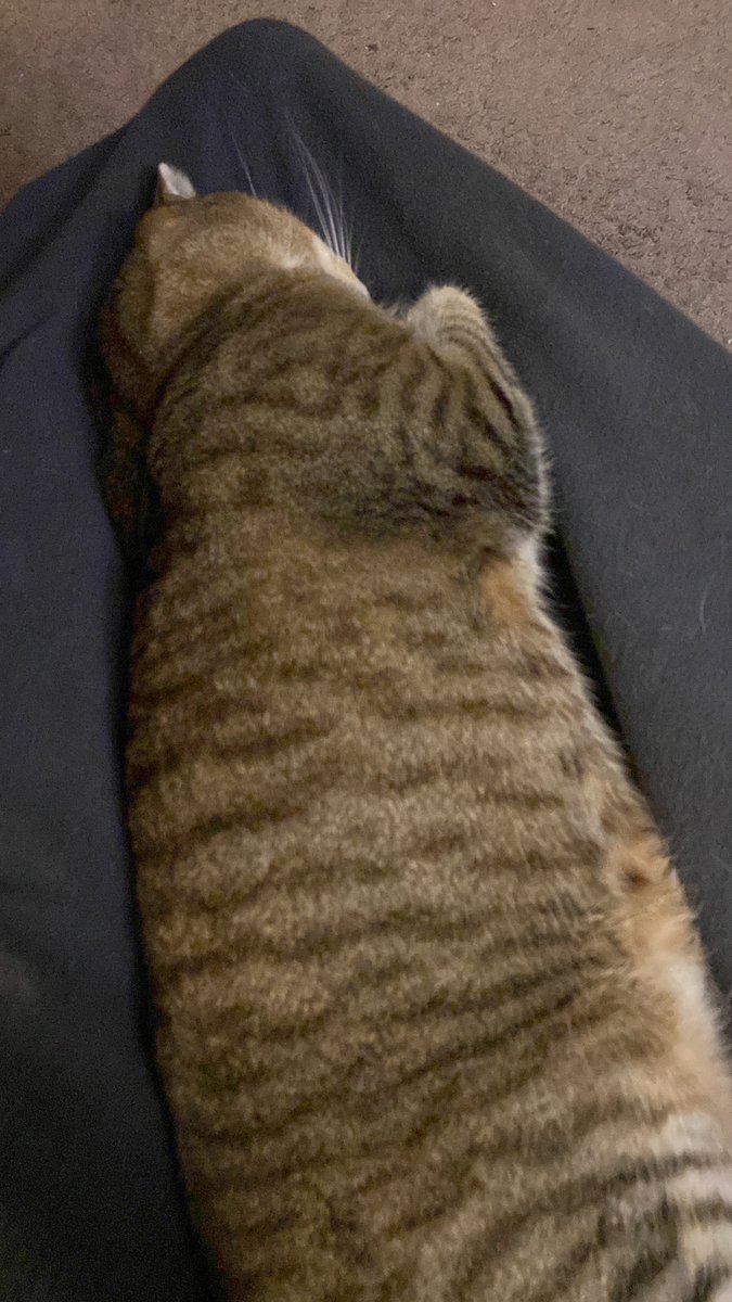 BethBarany's tweet image. 300 words away from meeting my daily goal of 1000. 
tired.

Chicken soup on low.
Cat on lap.
Movie soundtrack on shuffle, heavy with the Star Trek canon.

Book is over 92k. Wha?!

#WritingCommnunity 
#diggingin
#sciencefiction #mystery #genre mashup!