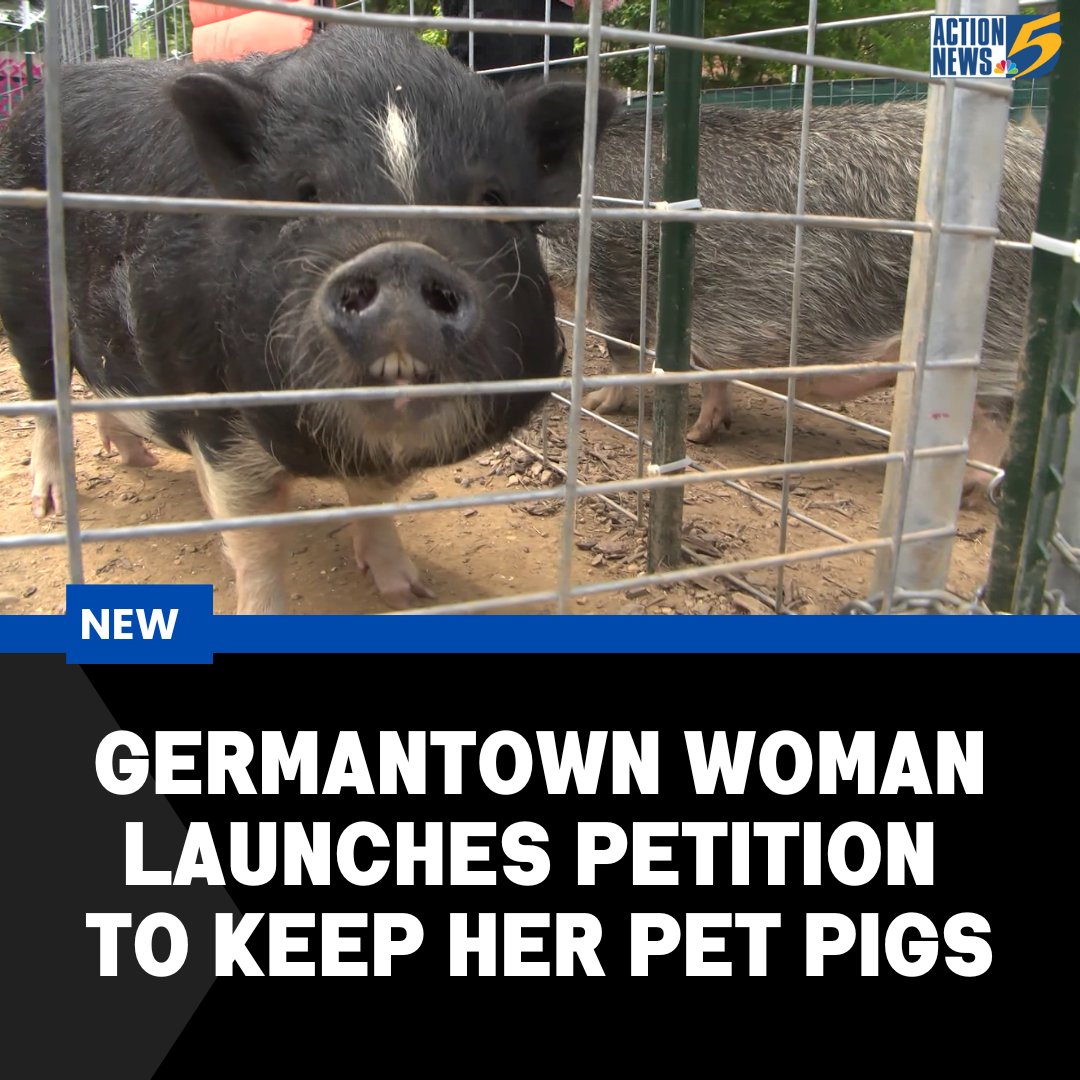 A pair of potbelly pigs are causing problems in Germantown between two neighbors. bit.ly/42mourc