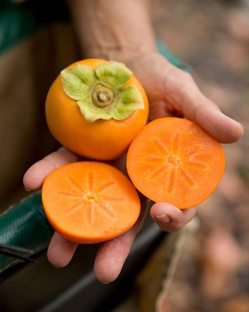 How good is all the fruit in season at the moment?! Here we have persimmons. 

Persimmons can be astringent or non-astringent. 

Astringent persimmons are bitter and unpleasant to eat before they're fully ripe, so make sure to choose ones that are soft a… instagr.am/p/CsFdGFEvDmN/