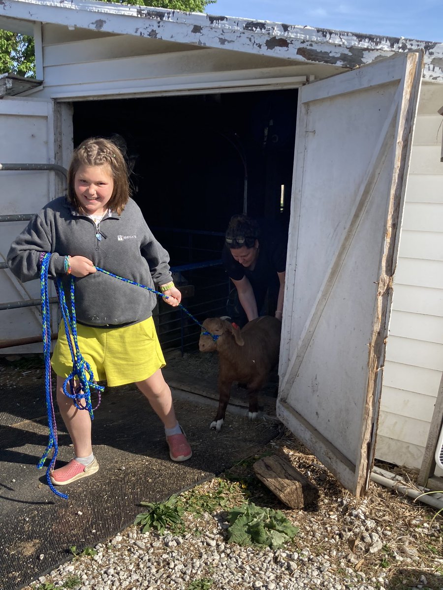 alripberger's tweet photo. 🍀4-H season has begun… Goats tagged and pigs are walking🍀 https://t.co/2d36SyfC4q