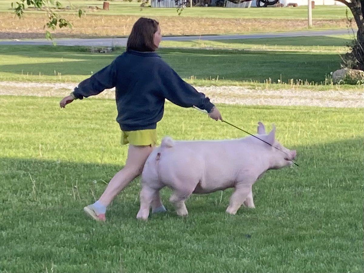 alripberger's tweet photo. 🍀4-H season has begun… Goats tagged and pigs are walking🍀 https://t.co/2d36SyfC4q
