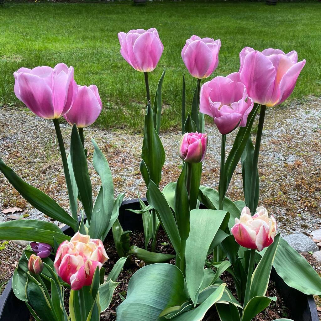 Flowerpower 🌷#gardeninglove #gardeninspiration #tulips #flowerpower #flowerlove #coquitlambc #backyardgardener #freshairtherapy instagr.am/p/CsFGv3xPZnK/
