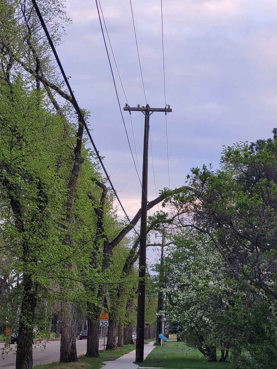 papaxanxus's tweet photo. @CityofEdmonton @EPCOR  on strong wind and this will be a problem. Location  on 116st https://t.co/KTwrkiYEyg