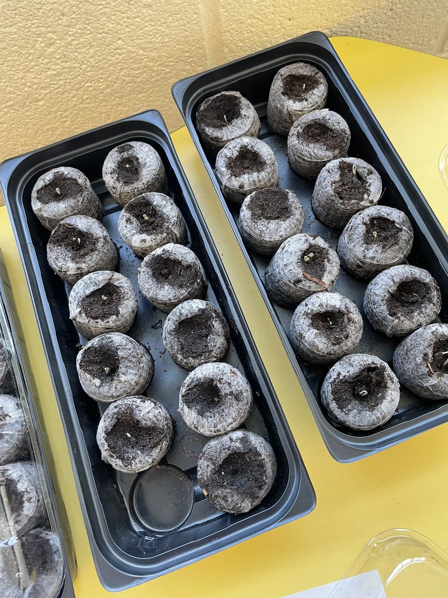 MsLawther's tweet photo. We’re loving keeping an eye on our @Tomatosphere plants! We can’t wait to find out which seeds spent time in space! https://t.co/CtfwEVZ9Dt