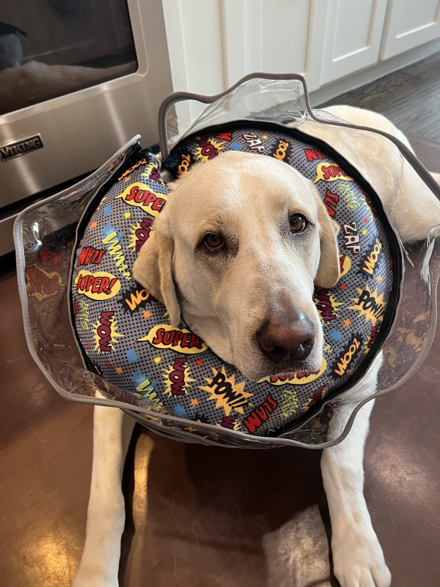 Bob had surgery on his eye and now has to wear a cone of shame for 2 weeks. Had to order him one with clear sides bc he’s claustrophobic