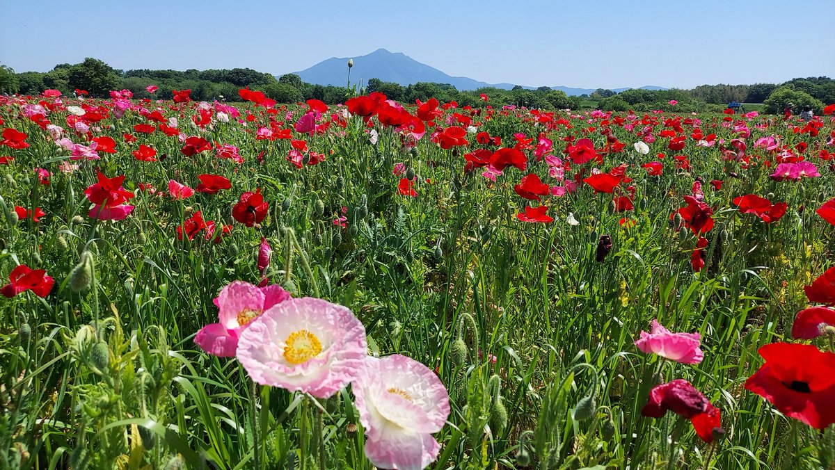 SuTakeishi's tweet photo. ポピーと筑波山、まだ、不揃い、フラワーフェスティバルまでには、2から、3週間位あるのかな。
#小貝川
#国蝶オオムラサの館
#カリフォルニアポピー https://t.co/6XVM31tqaP