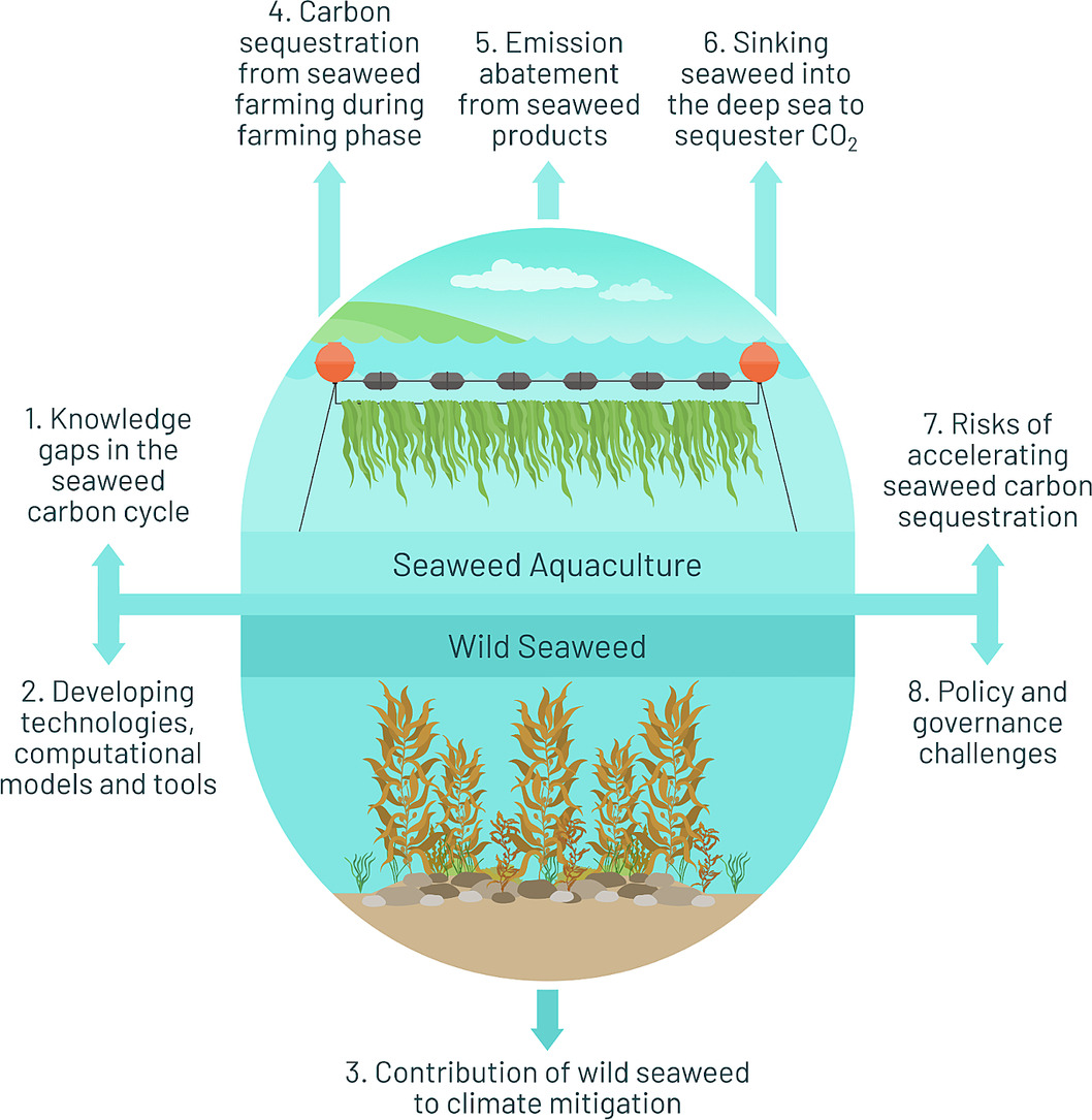 Can #seaweeds contribute to meaningful climate change mitigation? We explore this question in our latest paper - access here: lnkd.in/dC4B8QB2 - led by Finn Ross (@BlueCarbonLab, @Deakin) and a team of world-leading seaweed and climate change scientists. #BlueCarbon