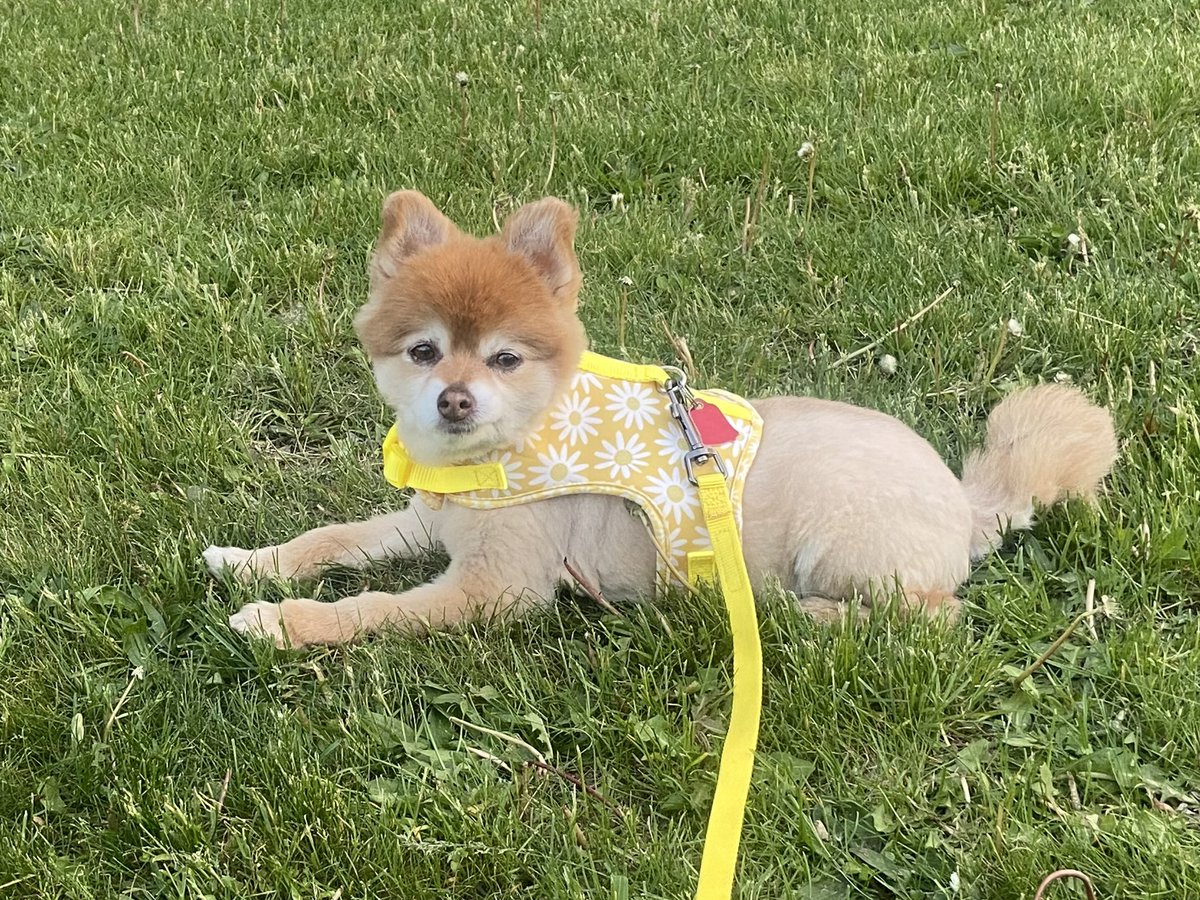iSari1920's tweet photo. #Bridgerton #QueenCharlotteABridgertonStory #pomeranian #summercut https://t.co/1xXEpFR9Cz