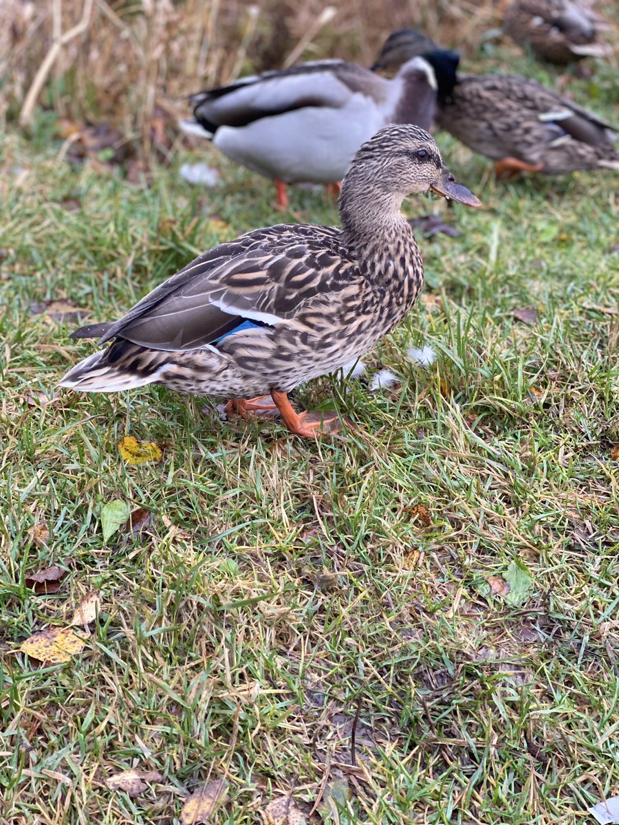 therealkerlex's tweet photo. I remember taking these pictures as it was yesterday, these ducks were so dope. They are just ducking around and searching for food. They also look so fucking cool. Be better, be a ducklings duck that is named duck because you are a duck 🦆 -Kerlex https://t.co/4tHZ9F3h25