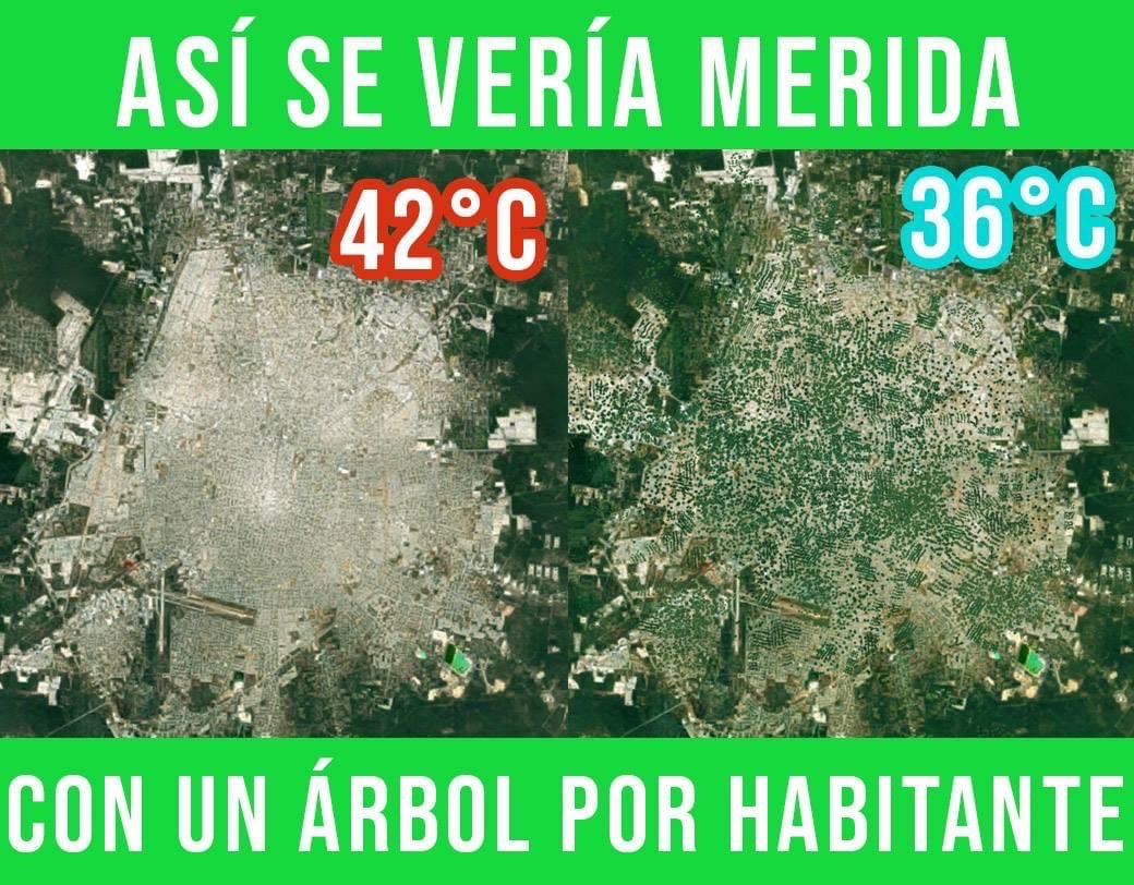 Así se luciría la ciudad de Mérida, Yucatán si cada uno de sus habitantes sembraramos tan solo un arbolito. Menos CALOR, más LLUVIA y sombra.
Comienza con algunos arbolitos en casa y alrededores.