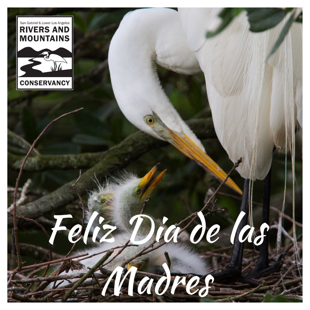 RMConservancy's tweet photo. #DiaDeLasMadres2023 https://t.co/hOI65LR8Il