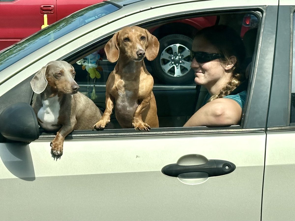 KDanielCCI's tweet photo. #drivethrudogs
Love ‘em. #Dachshunds https://t.co/6hNOTv1xH2