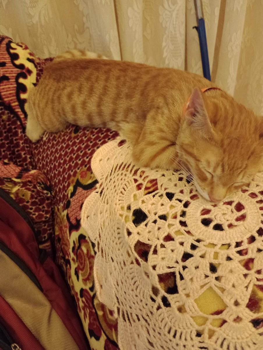 Isabel95402635's tweet photo. @ShouldHaveCat 14 h al día full dormidera 😸 https://t.co/CkOre1evzn