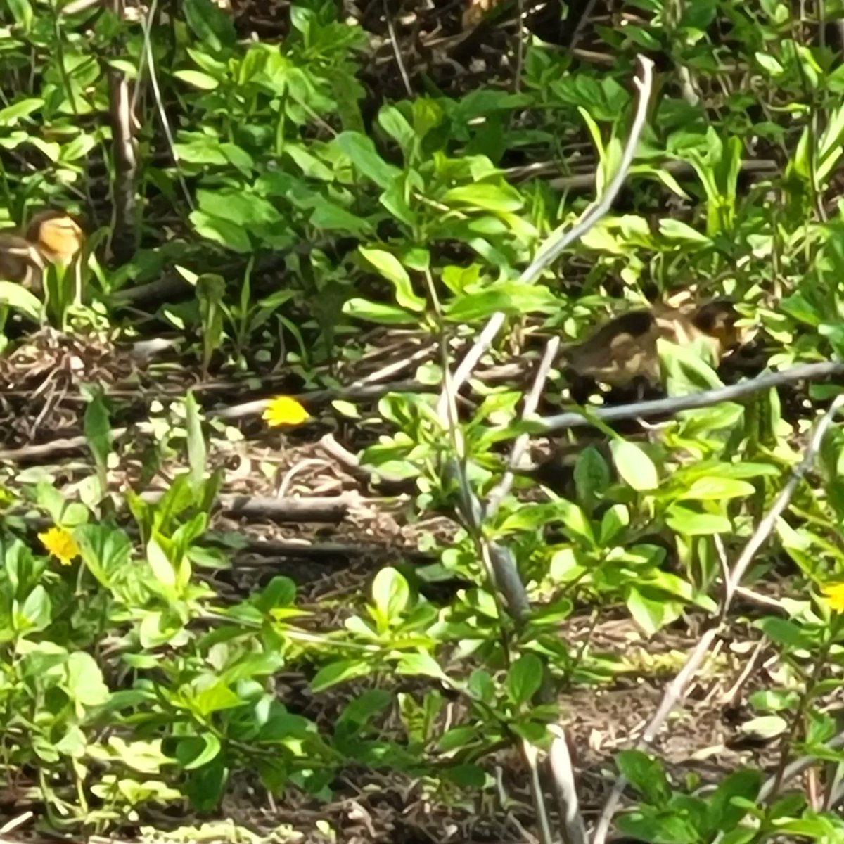 Ingrid Mitchell tweet media