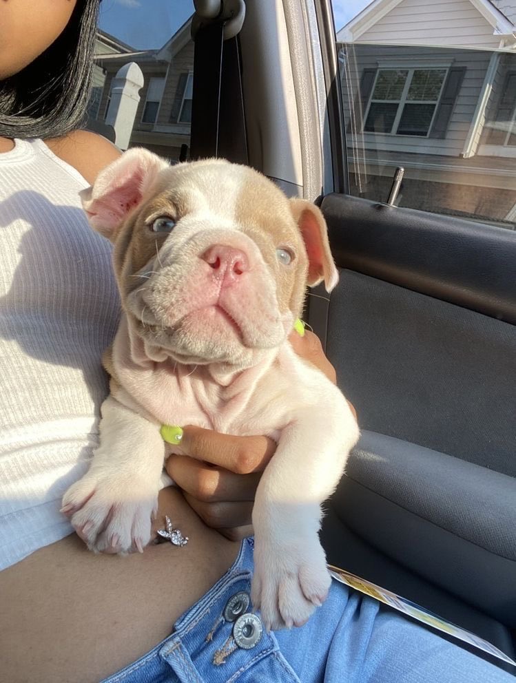 Animalitos para curar la depresión (@animalitostw_) on Twitter photo 